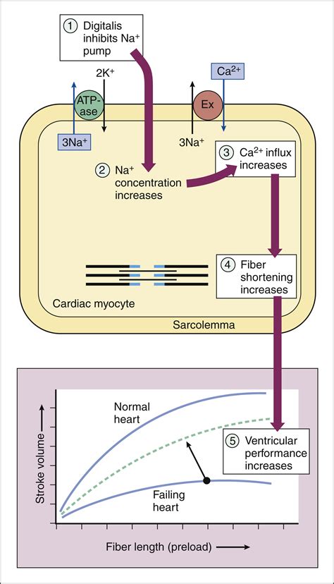 Drugs for Heart Failure | Basicmedical Key