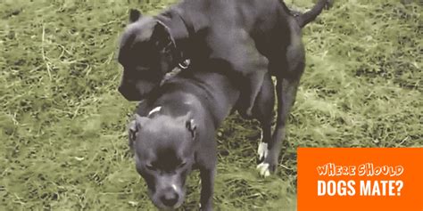 How To Keep Two Dogs From Mating