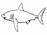 Free Printable Shark Coloring Pages For Kids sketch template