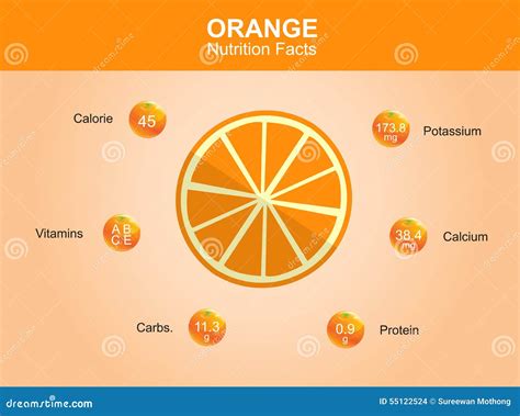 Orange Nutrition Facts, Orange Fruit With Information, Orange Vector Stock Vector - Image: 55122524