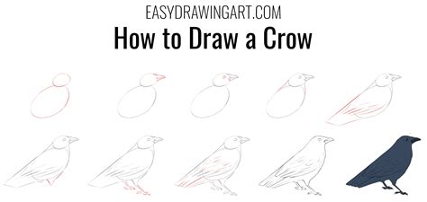 In this simple drawing tutorial we will show you how to draw a crow ...