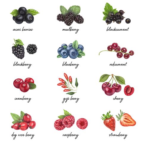 Premium Vector | Fresh berries list with names