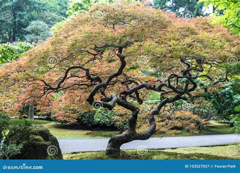 Colorful Bonsai Tree, Japanese Garden in Washington Park, Portland ...