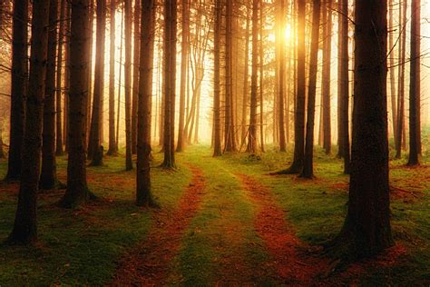 1000+ Interesting Forest Path Photos · Pexels · Free Stock Photos