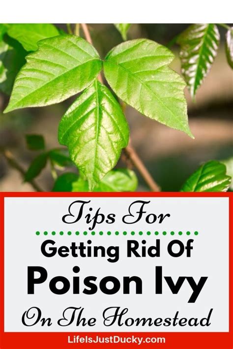 Poison Ivy Removal - 10 Best Ways To Get Rid Of Poison Ivy Plants ...