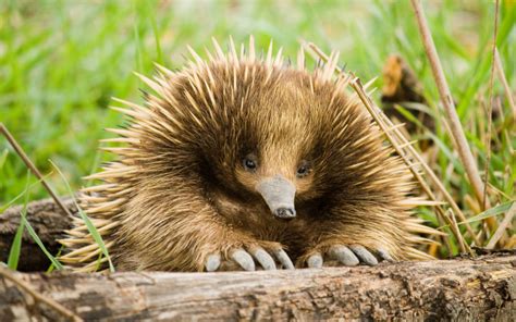 What Is an Echidna? | Wonderopolis