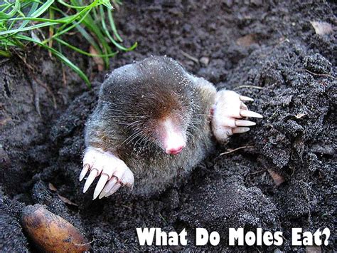 What Do Moles Eat? | Types of Moles | What Eats Moles? | BioExplorer