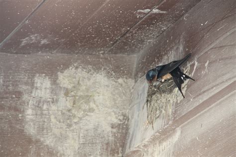 What Is It Wednesday: Barn Swallow Nest - Blog - Pottawattamie Conservation