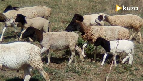 Dorper Sheep Breeding, Highly Profitable Venture Worth InvestmentKuza ...