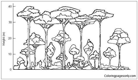 The Rainforest Label Layers Points Coloring Page - Free Printable ...