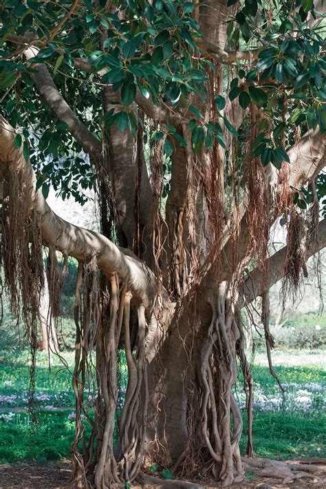 Growing a Banyan Tree - Gardening Know How