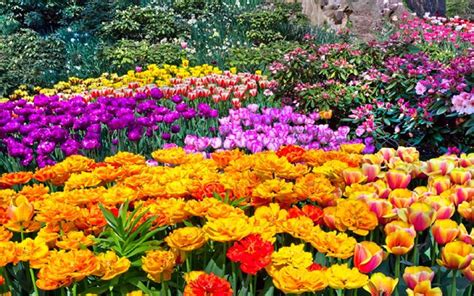 Top 5 beautiful Spring Flowers for your Garden - Bproperty