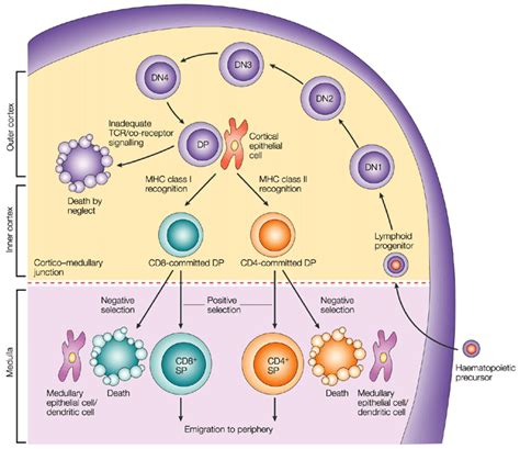 Cd3 Mature T Cells – Telegraph