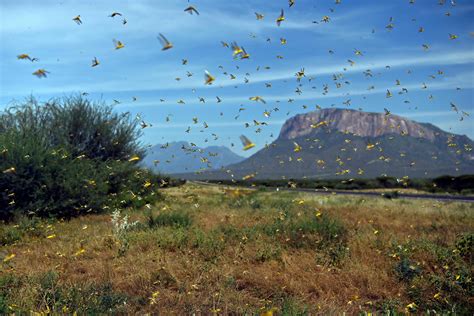 East Africa braces for 3rd locust swarm amid pandemic | Daily Sabah