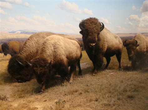 Bison | Taken at the American Museum of Natural History, New… | Flickr