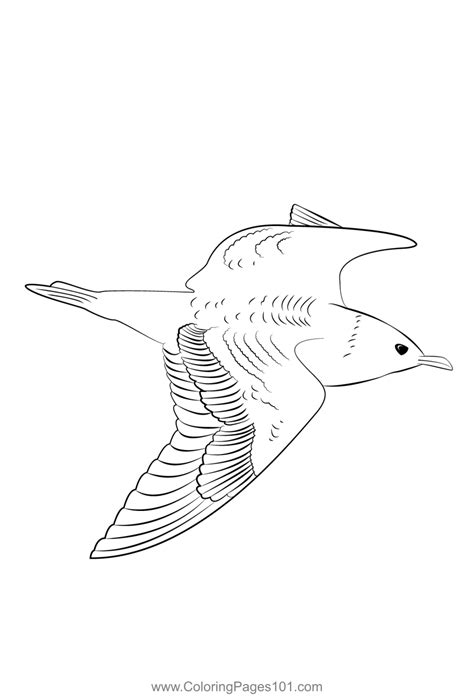 Arctic Skua 2 Coloring Page for Kids - Free Skuas Printable Coloring Pages Online for Kids ...