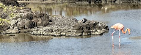 Cruise through the Galapagos on a wildlife expedition