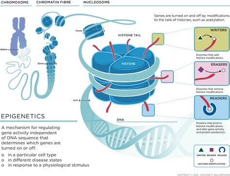 Epigenetics: The Key to Overcoming Genetic Predisposition