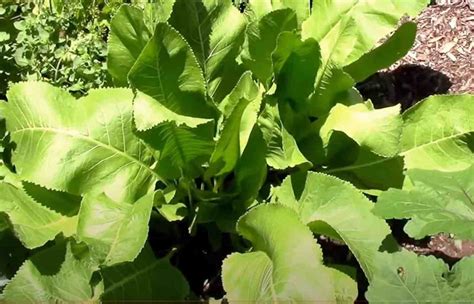 How to Grow Horseradish Plant the Successful Way - Gardening Channel