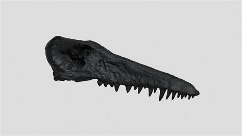 Ambulocetus natans - 3D model by Natural History Museum, University of Pisa ...