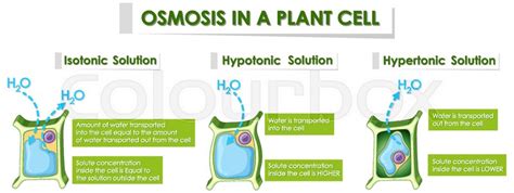 Plant Cell Hypertonic Solution / Osmosis Fried Biochem Knowledge Sauce ...