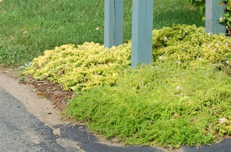 Creeping Juniper: Care and Growing Guide