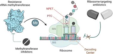 Ribosome-targeting antibiotics and resistance via ribosomal RNA ...