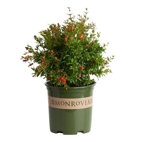 Shop Monrovia 1.6-Gallon Red Dwarf Pomegranate Flowering Shrub at Lowes.com