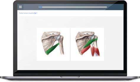 Human anatomy flashcards: Your revision essential | Kenhub