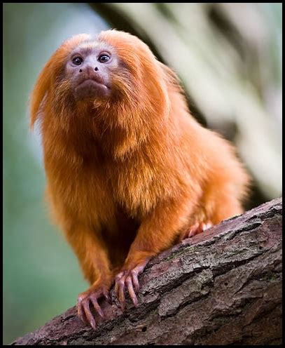 Golden Lion Tamarin Facts For Kids | Kids Matttroy