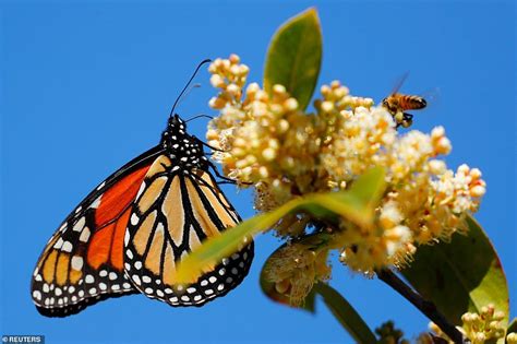 Painted lady butterfly swarms fill sky in California during migration | Nature benefits, Monarch ...