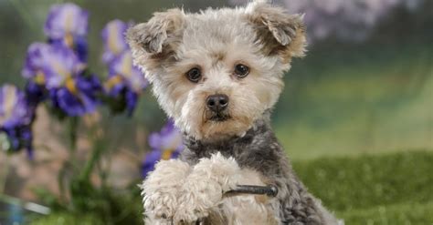 Yorkie Poo Dog Breed Complete Guide | AZ Animals