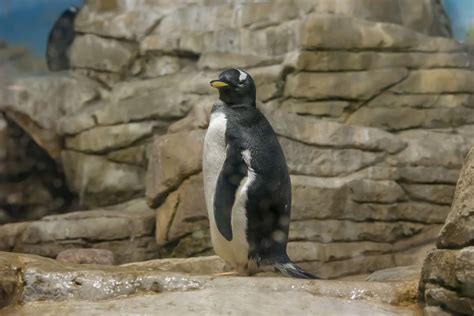 Gentoo Penguin - Milwaukee County Zoo