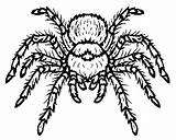 Free Drawing Of Tarantula Spider coloring Page  Download Print Or sketch template