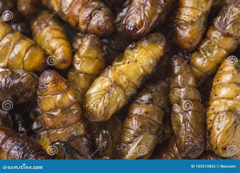 Fried Insect at Street Food Stock Image - Image of chrysalis, drink ...