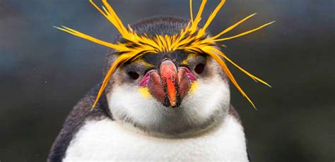 Every Single Species of Penguin with Yellow Hair