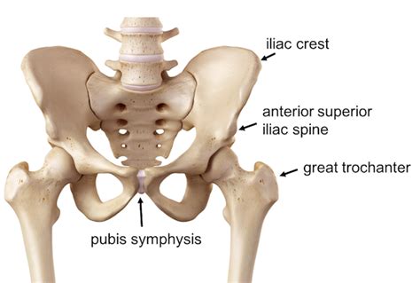 Anatomy In Motion Pelvis Anatomy Anatomy Bones Hip An - vrogue.co