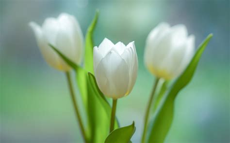 White Tulip Wallpapers - Wallpaper Cave