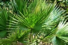 Leaves Of Fan Palm Free Stock Photo - Public Domain Pictures