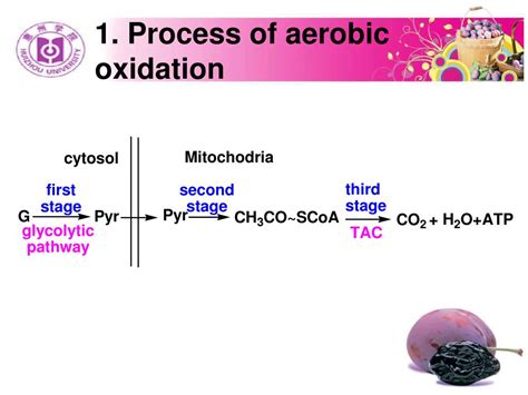 PPT - Chapter 4 Carbohydrates Metabolism PowerPoint Presentation, free download - ID:3593320