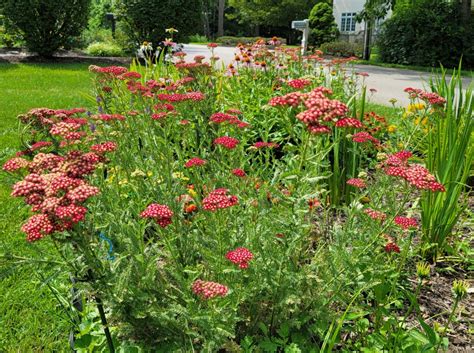 Recommended deer resistant perennials for the Northeast