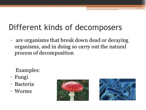 Decomposers