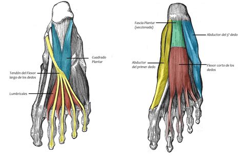 Compartir más de 73 musculos del pie dibujo - camera.edu.vn