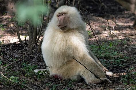 Olive Baboon (albino) | Arusha National Park Nik Borrow | Flickr