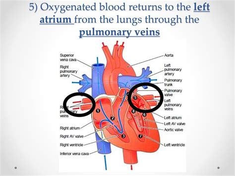 PPT - Circulatory and Respiratory System PowerPoint Presentation, free download - ID:2017111