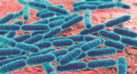 Scientists re-classify the Lactobacillus genus into 25 genera