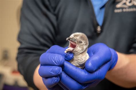 Cute Alert! Baby penguins hatch at Columbus Zoo - 614NOW