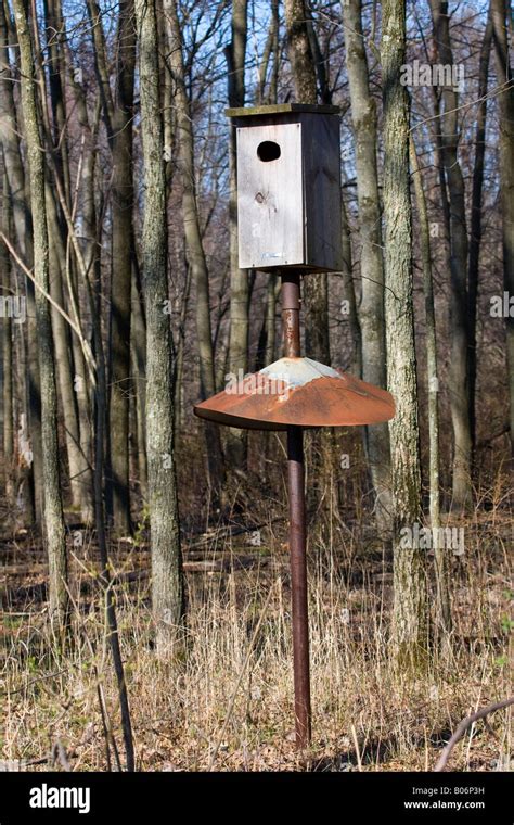 Wood Duck nesting box Stock Photo - Alamy