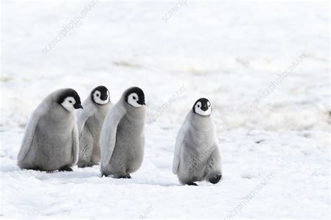 Emperor penguin chicks - Stock Image - C045/8914 - Science Photo Library