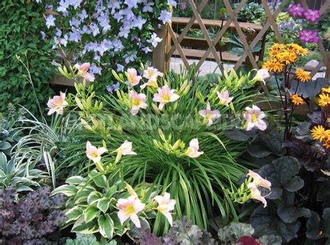 Daylilies In Garden Design - Best Landscape Ideas